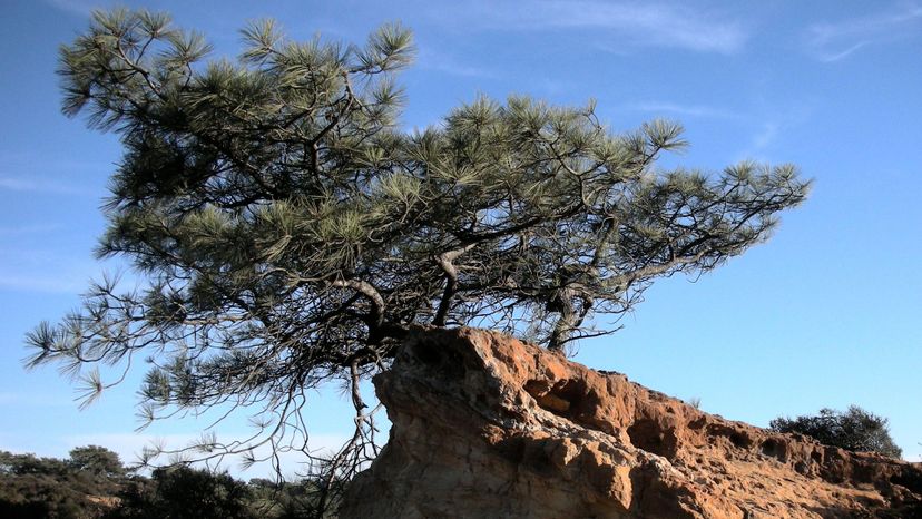 20 torrey pine Pinus_torreyana2