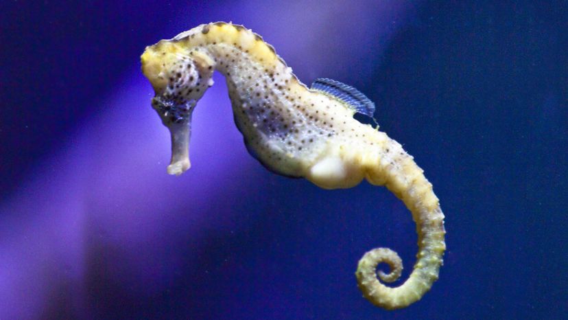 Seahorse