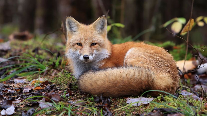 ¿Qué animal espiritual es tu guardián del alma?