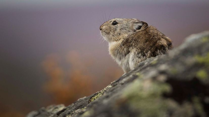 Pika