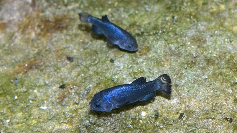 Devils Hole pupfish