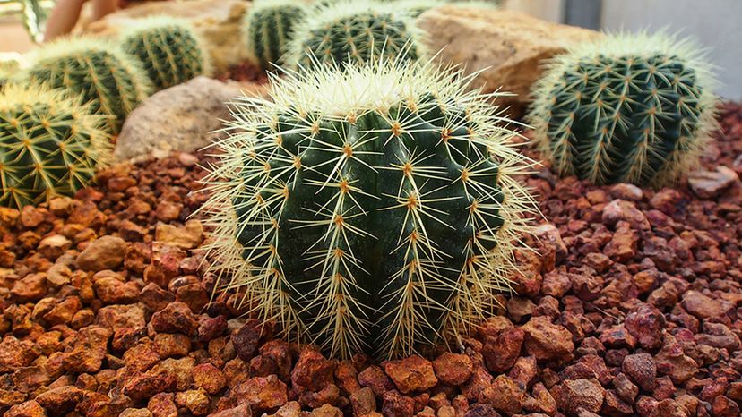 Echinocactus grusonii (Golden barrel cactus)