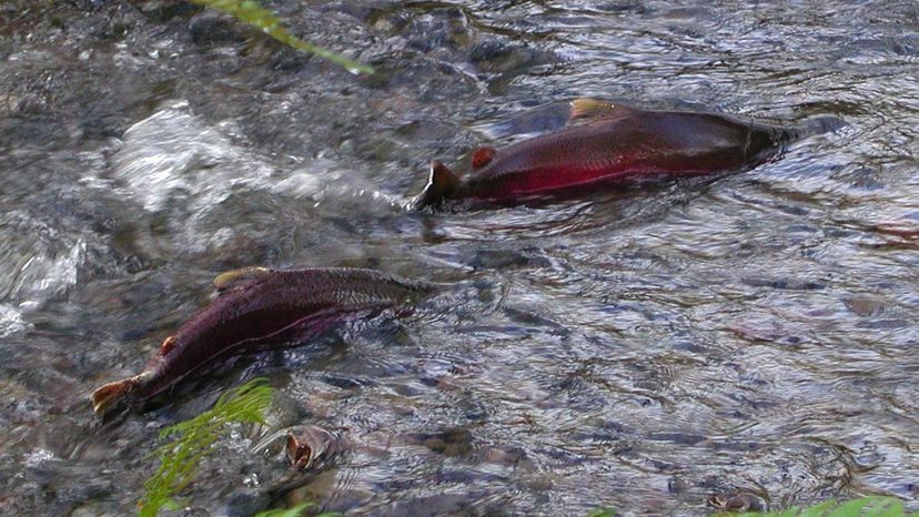 Coho Salmon