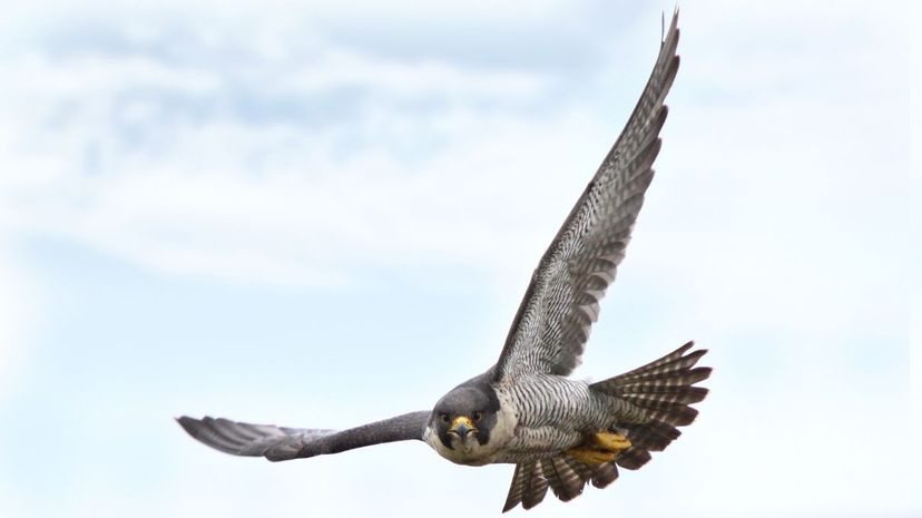 Peregrine falcon