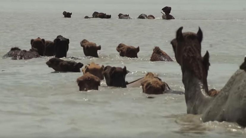 Swimming camels