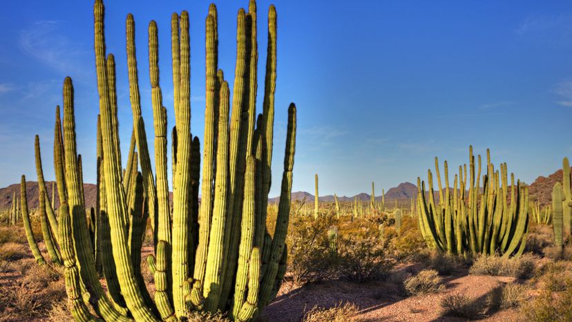 Organ Cactus National Monument
