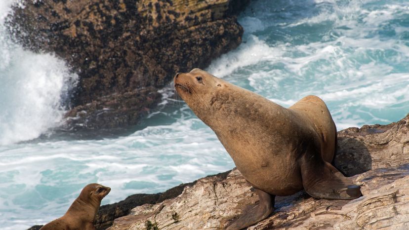 Steller Sea Lion