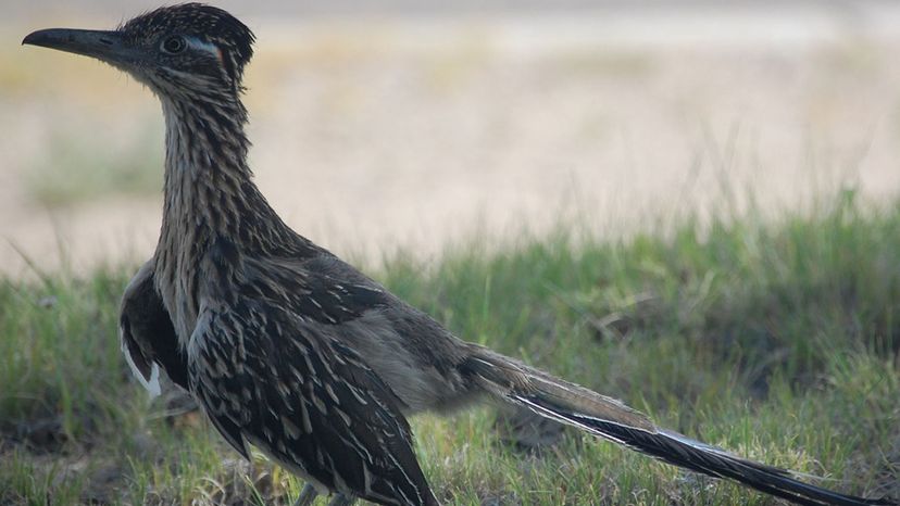 Greater Roadrunner