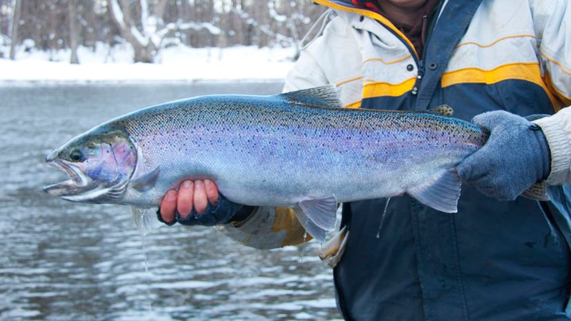 Steelhead trout