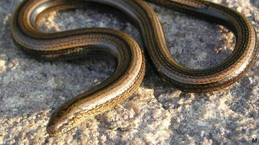 Slow worm