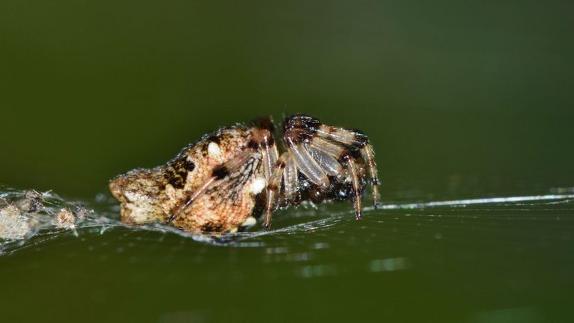 Trashline Orb Weaver