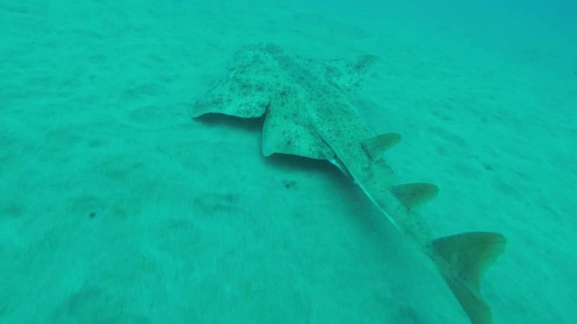 Eastern Angel shark