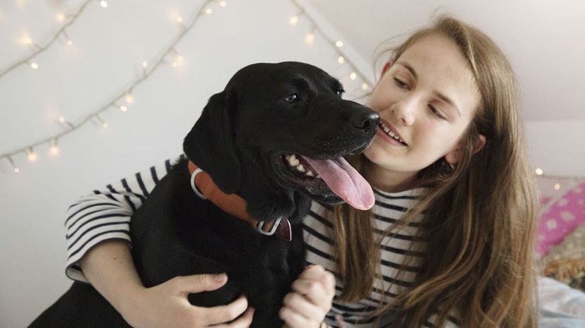 4 Labrador Retriever