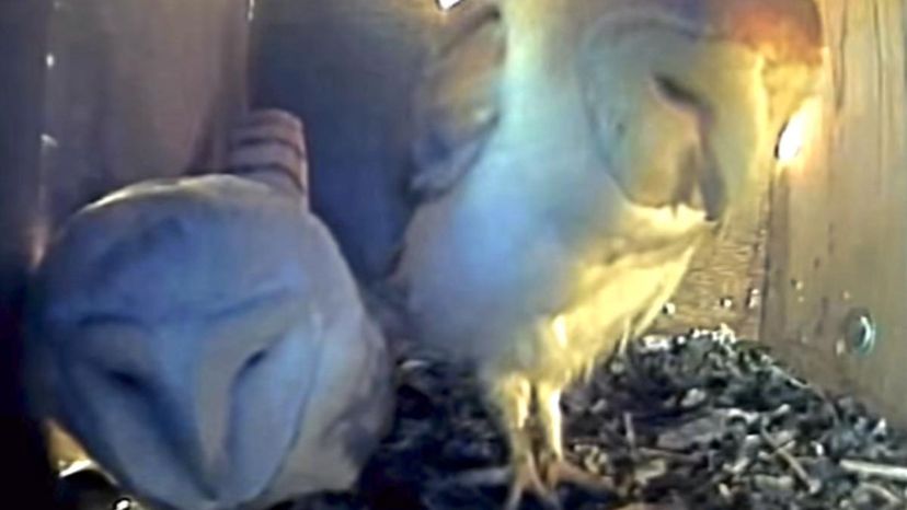 Barn Owls