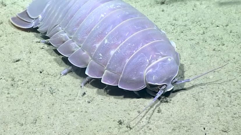 Giant-isopod