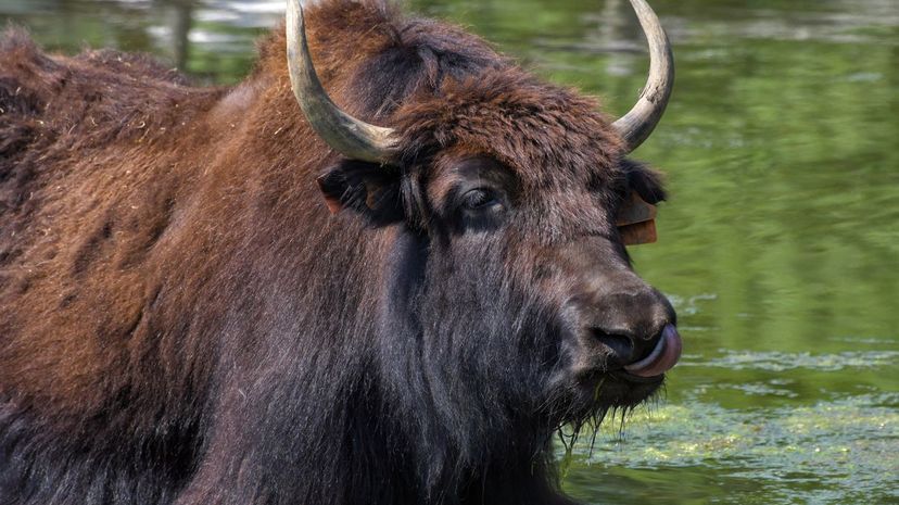 Yak In Water