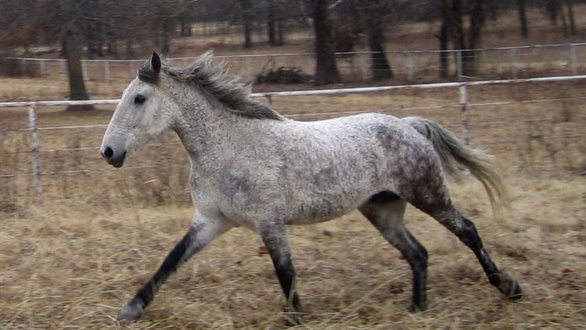 Curly Horse