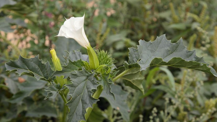 Jimson Weed