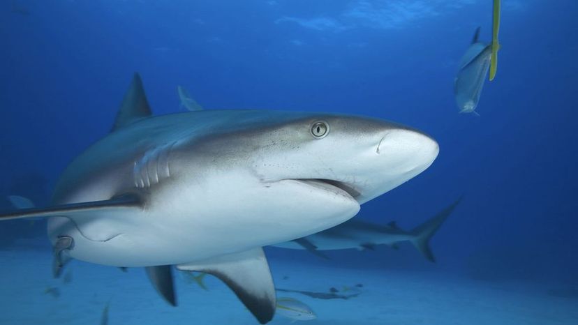 Grey Reef Shark