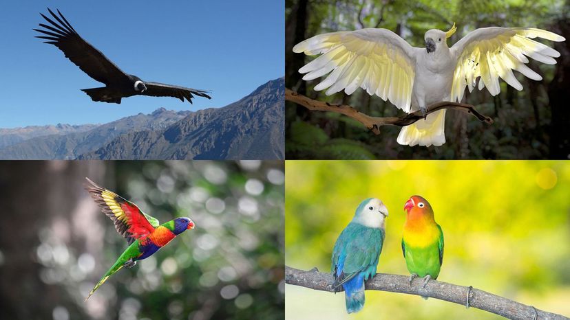 cockatoo, lovebird, lorikeet, andean condor