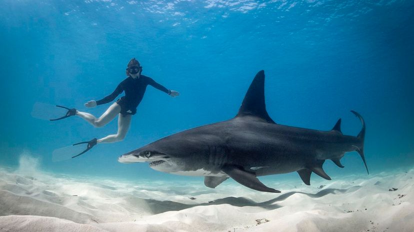 30_Swim with sharks