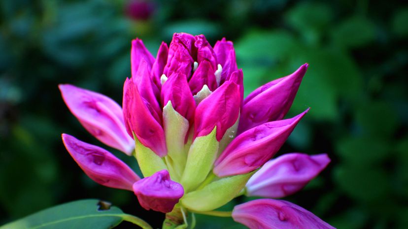 Rhododendron