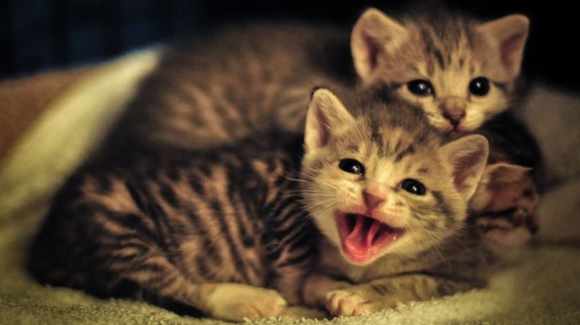Q 01 Kittens