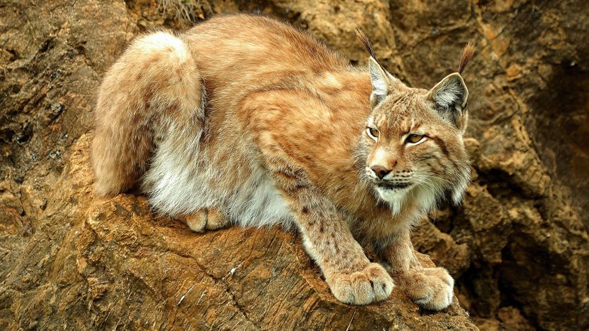 Iberian lynx