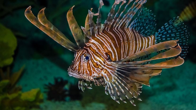 Lionfish