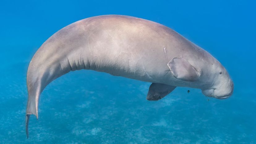 Dugong