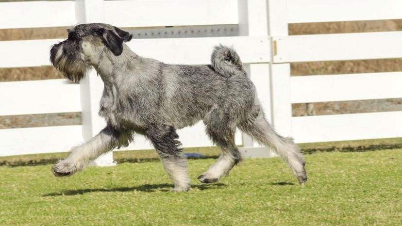 Standard Schnauzer