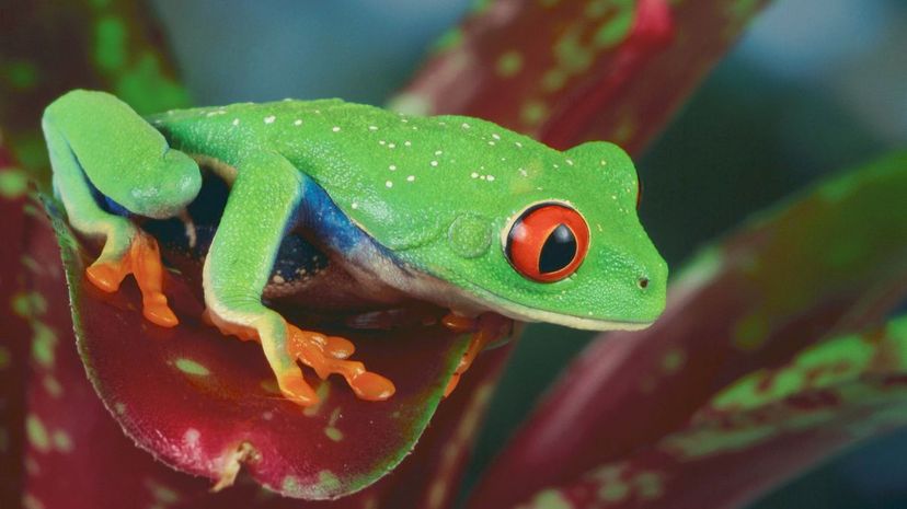 Red-eyed treefrog