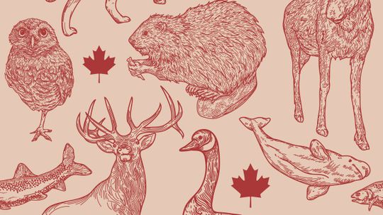 Which Canadian Animal Are You Really, Based on Your Myers-Briggs?