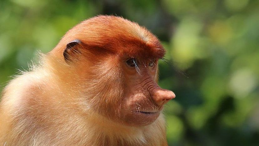 Proboscis_monkey