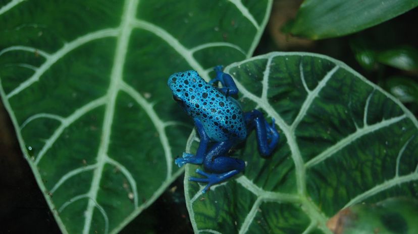 Poison dart frog