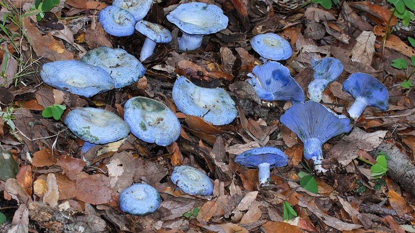 Indigo Milk Cap