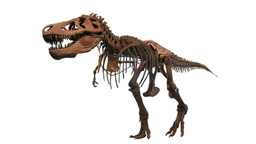 Tyrannosaurus Rex