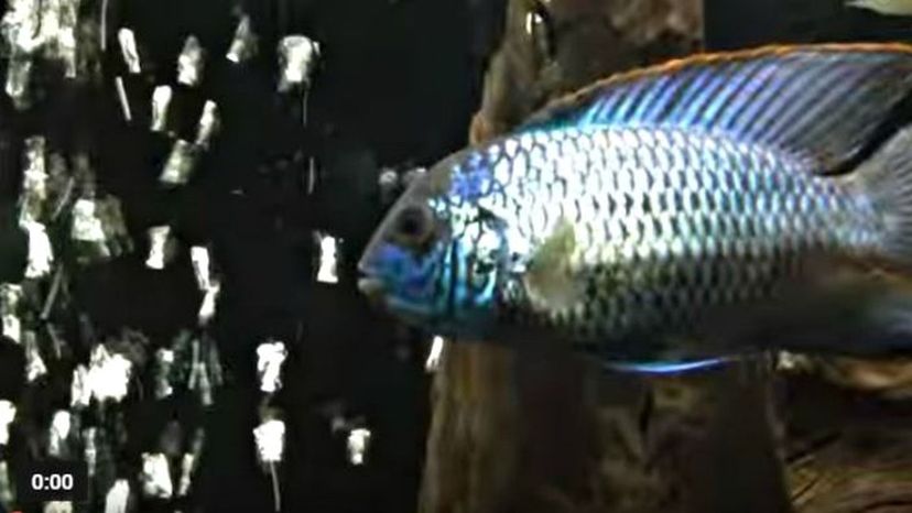 Blue Acara