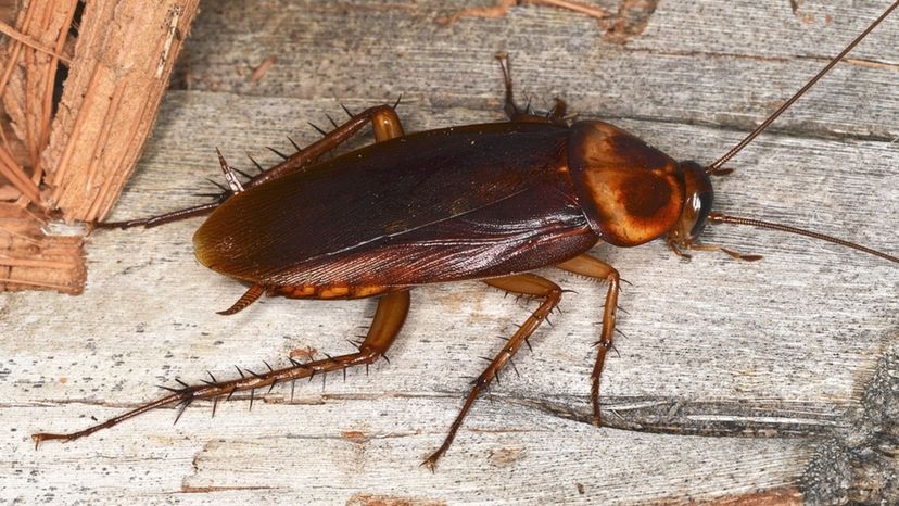 American Cockroach