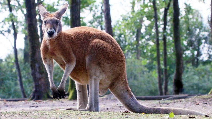 Red Kangaroo