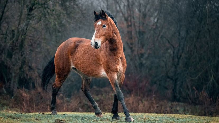 Mustang