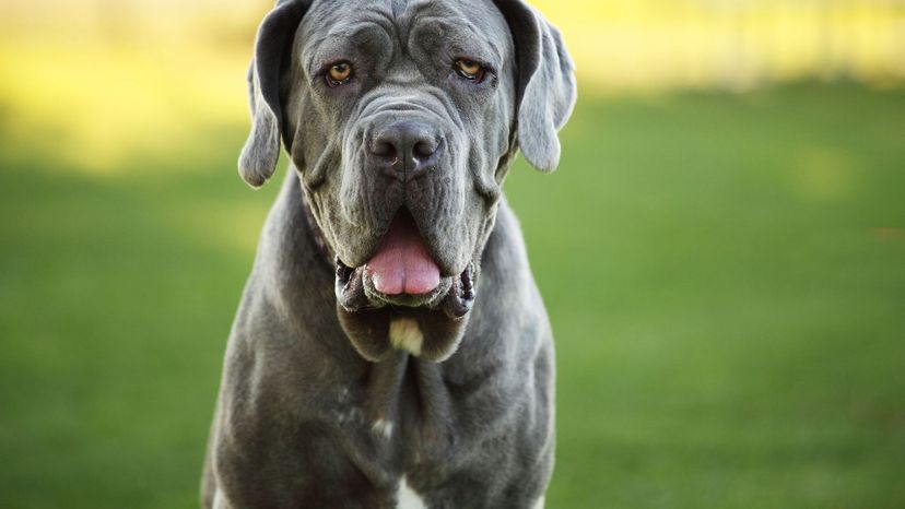 Neapolitan Mastiff