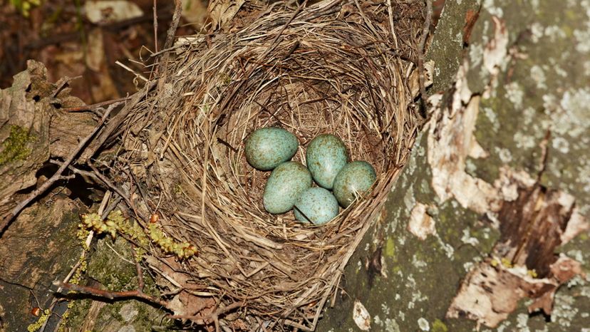 Song Thrush