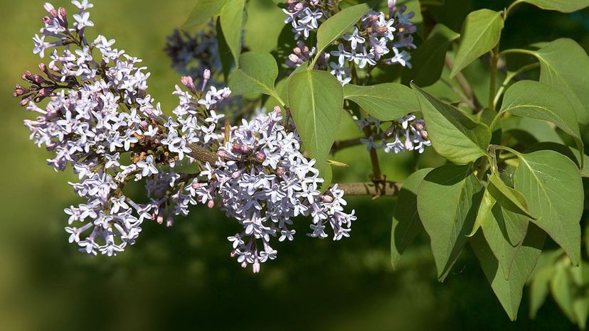 Syringa