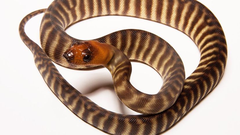 Woma python