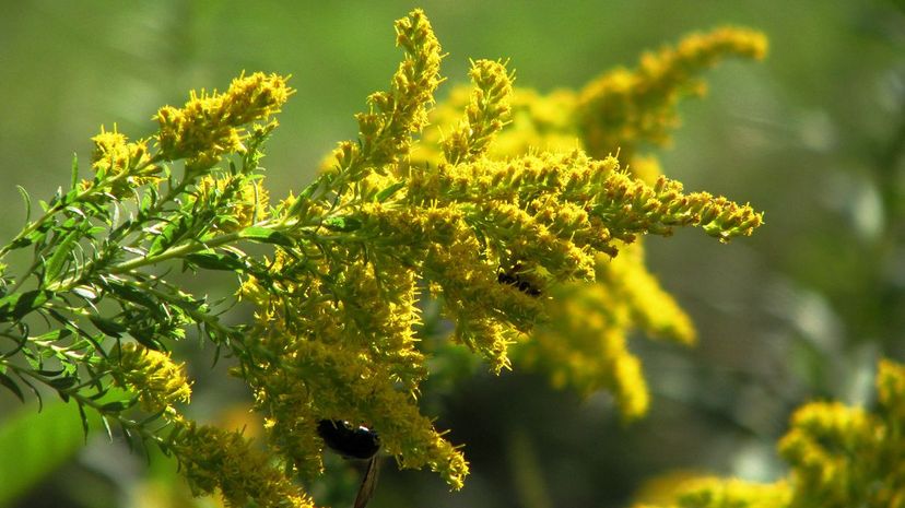 15 Wild goldenrod pollen