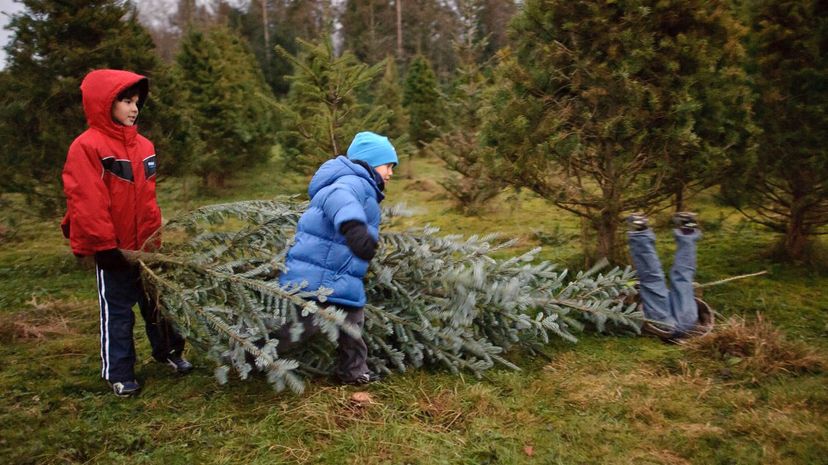 19 cutting down christmas tree