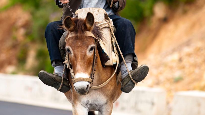 Man riding donkey