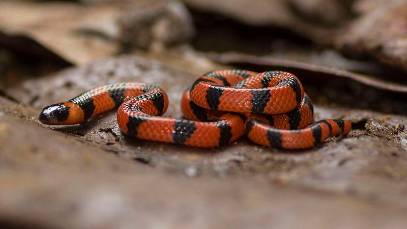 Western coral snake