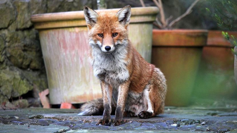 Red fox in garden